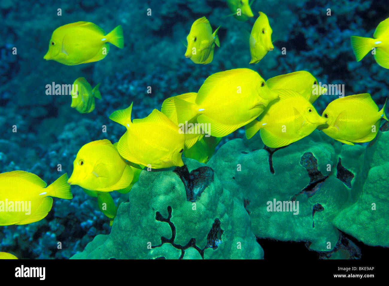 Yellow tang, Zebrasoma flavescens, Hawaii, Pacific Ocean Stock Photo