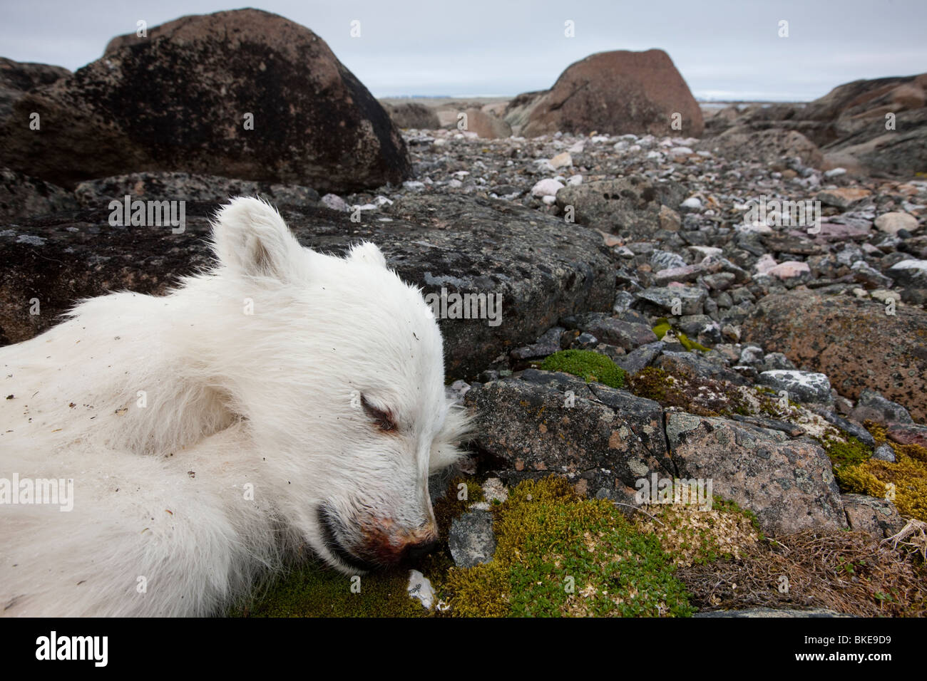 Norway, Svalbard, Nordaustlandet, Polar Bear cub (Ursus maritimus) lies dead on rocky tundra on Lagøya Island Stock Photo
