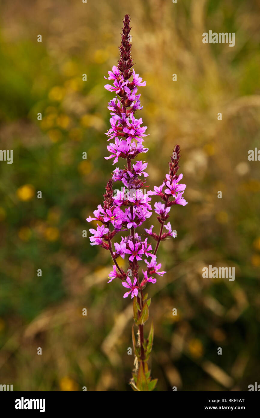 Purple Loosestrife meadow  and wild flowers Stock Photo
