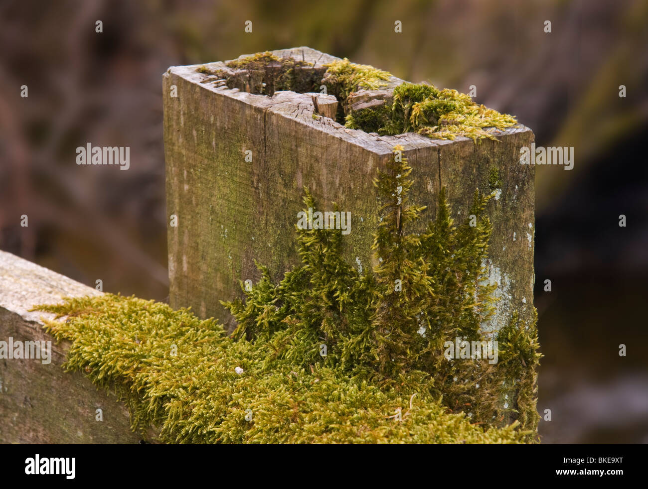 Moss growing on a rotting fence post in Upper Teesdale, County Durham