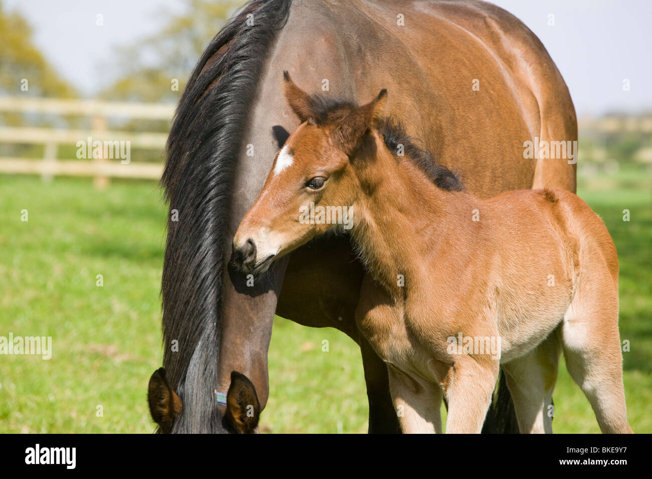 A mare and foal Stock Photo Alamy