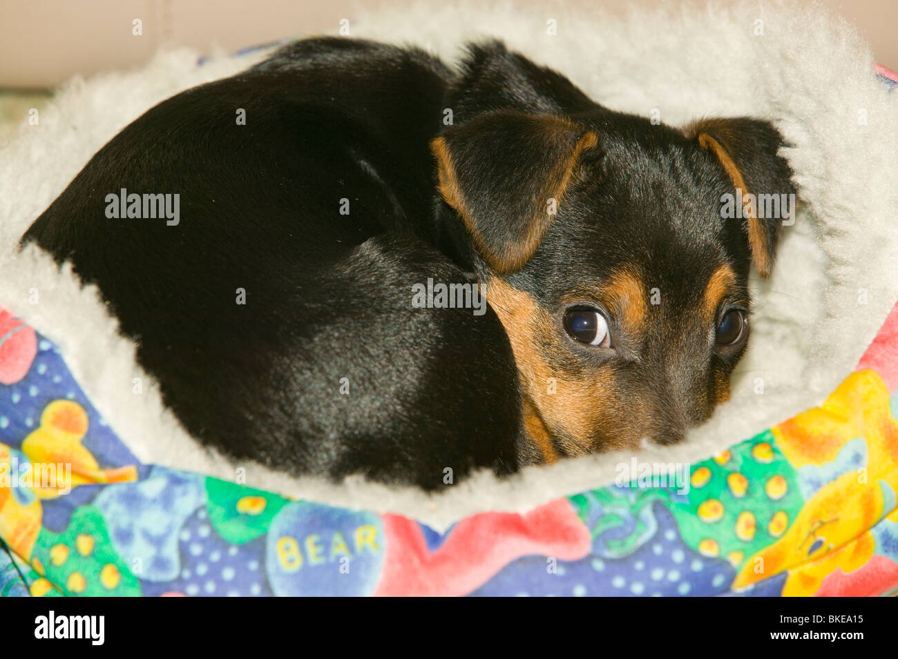 A Jack Russel puppy in his bed Stock Photo Alamy