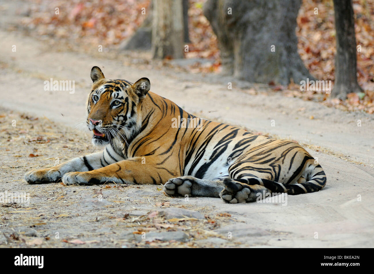 Bengal Tiger, Panthera tigris tigris Stock Photo