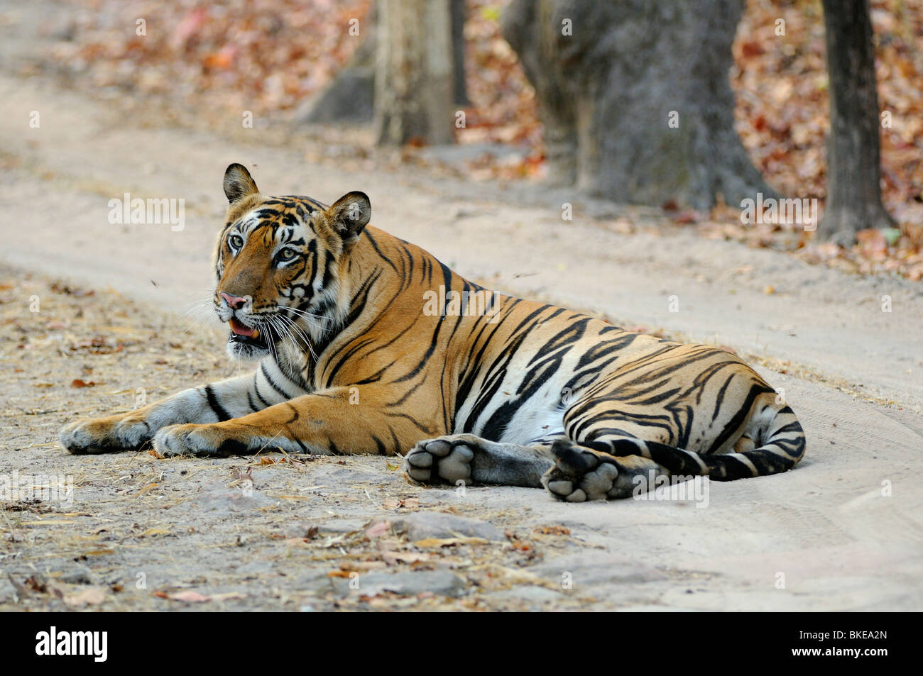 92,352 Bengal Tiger Royalty-Free Images, Stock Photos & Pictures