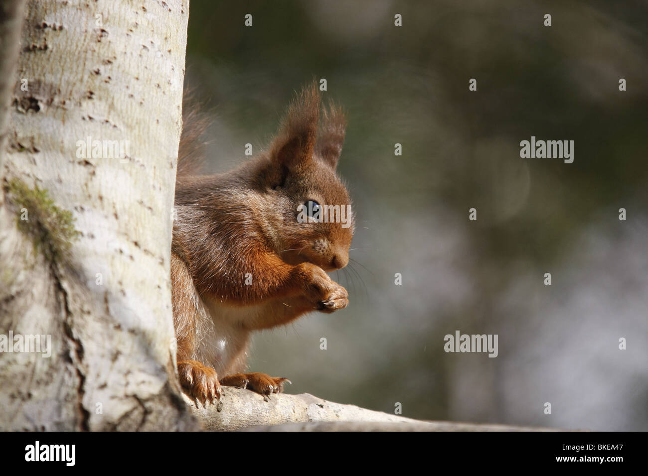 Red Squirrel (Sciurus vulgaris) on a branch in the forest, Highlands, Scotland Stock Photo