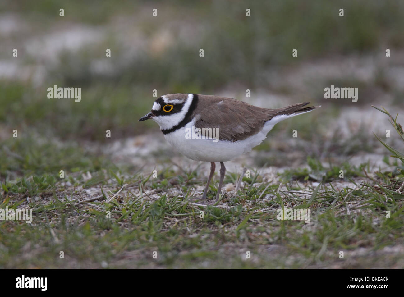 Little plover hi-res stock photography and images - Alamy