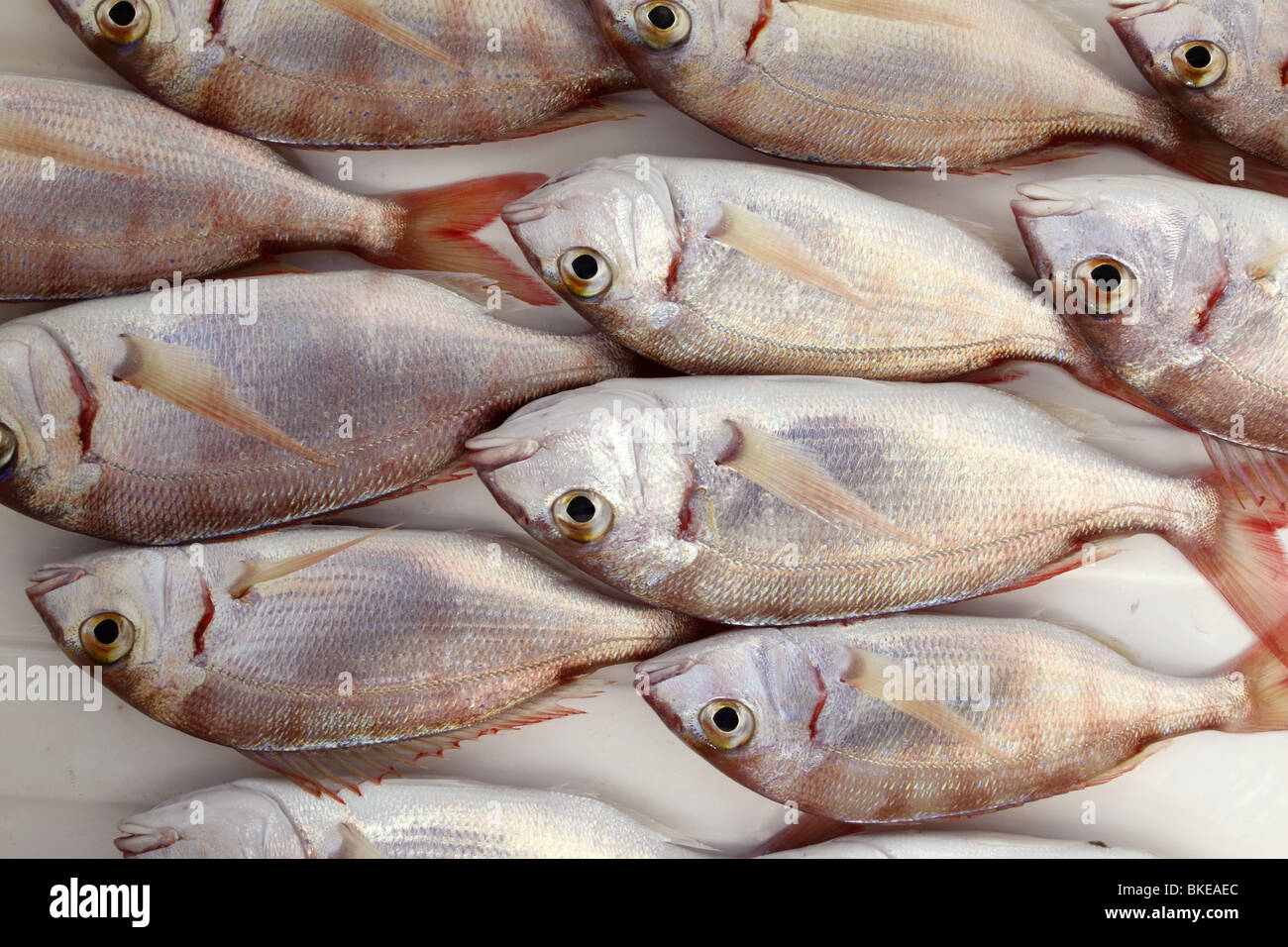 common pandora fish pagellus erythrinus catch background  Stock Photo