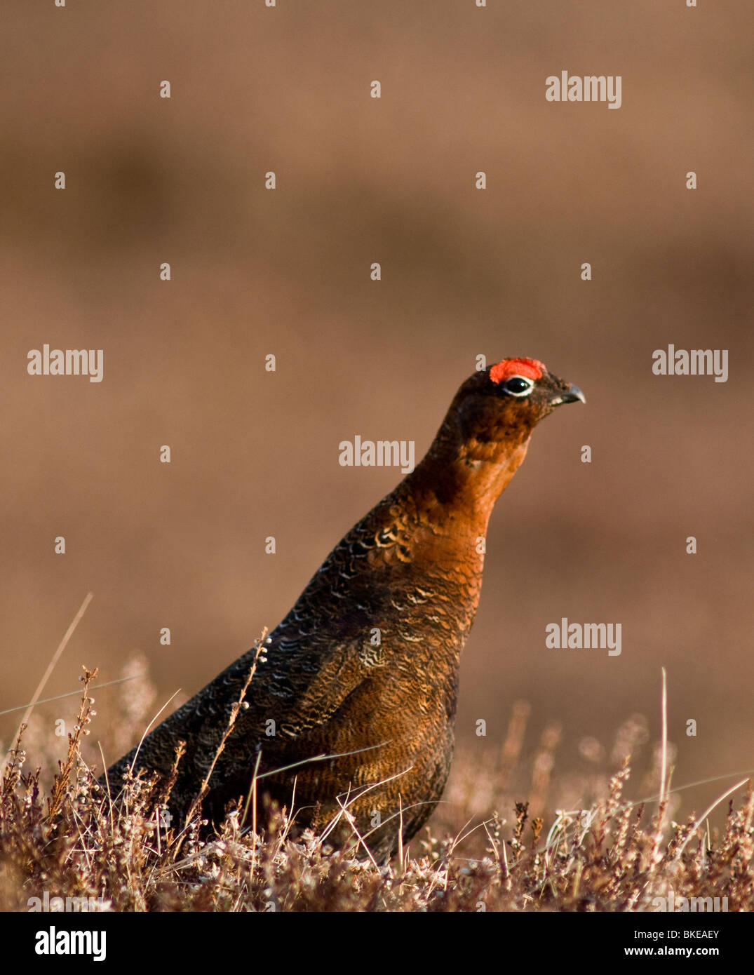 Red Grouse male in Spring prior to the nesting season.  SCO 6180 Stock Photo