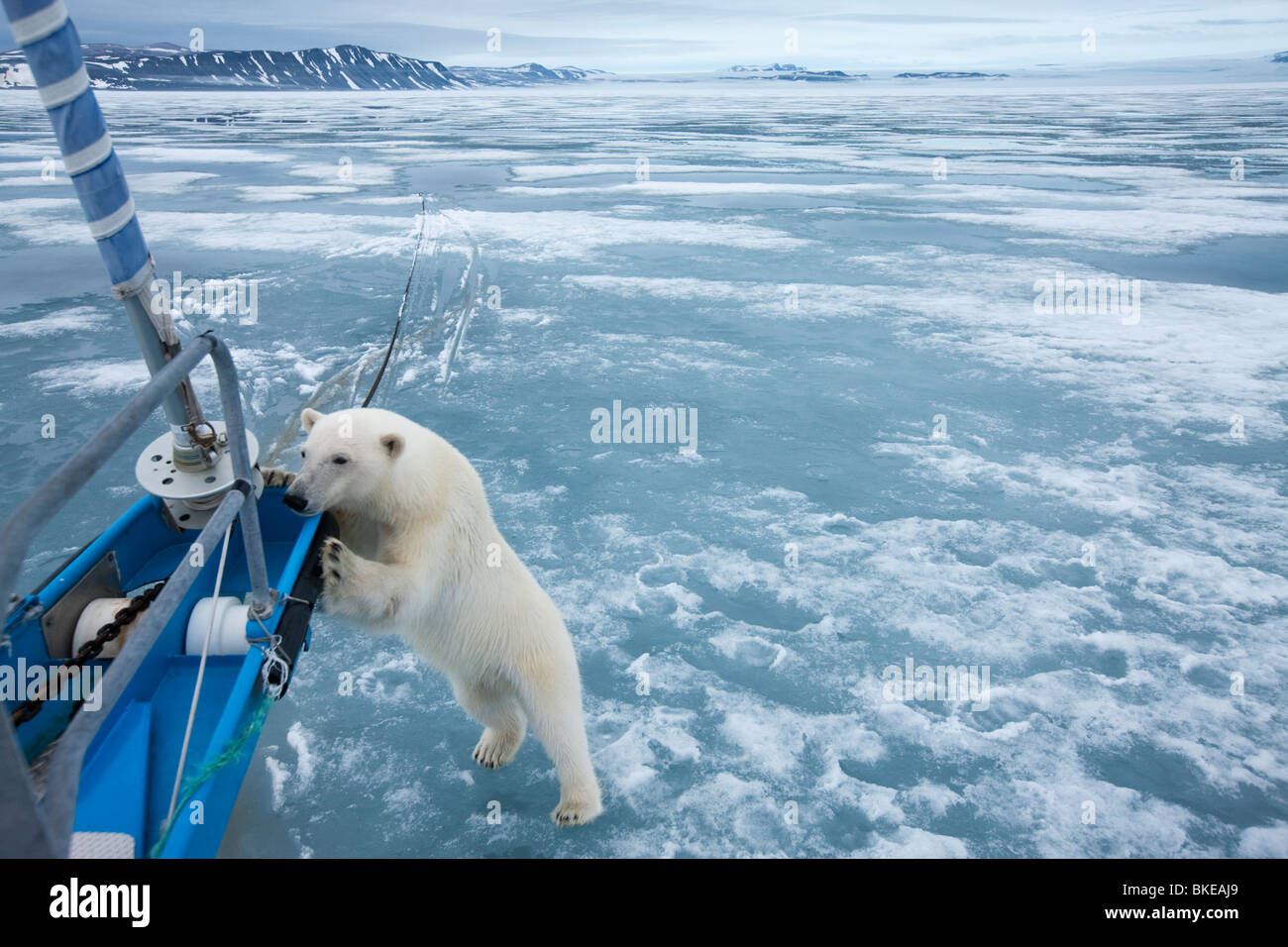 polar-bear-expedition-hi-res-stock-photography-and-images-alamy