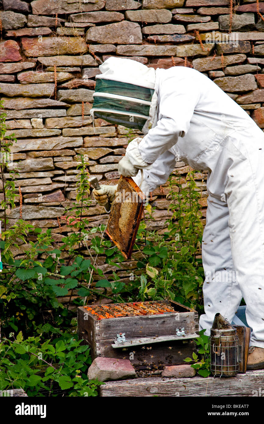 Beekeeper examining a frame Stock Photo