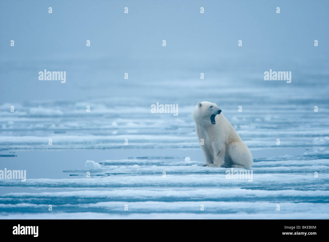 Norway Svalbard Nordaustlandet Polar Bear (Ursus maritimus) bares teeth while yawning on melting fjord ice in Sabinebukta Bay Stock Photo