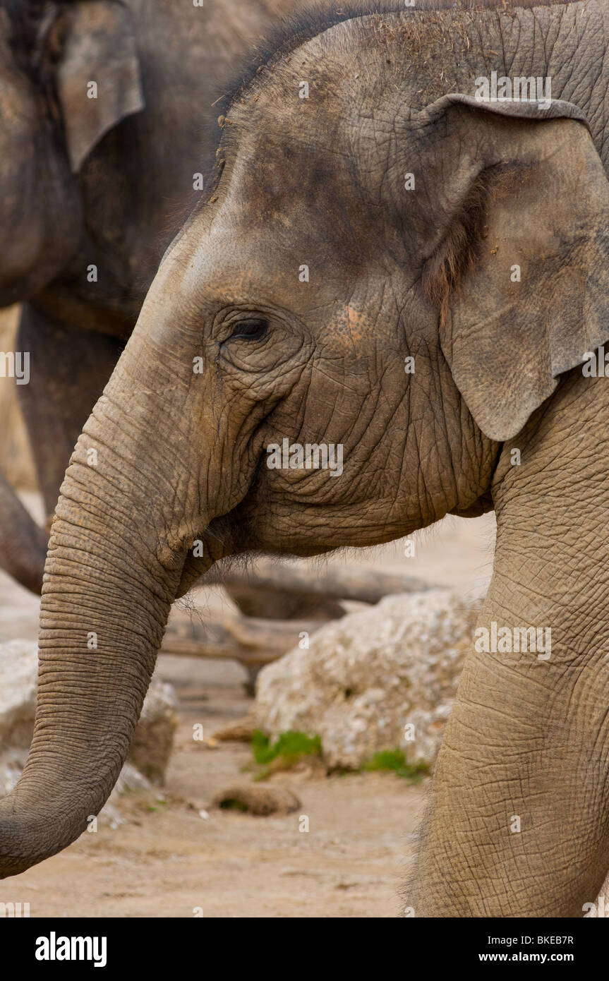 Young Indian elephant Stock Photo