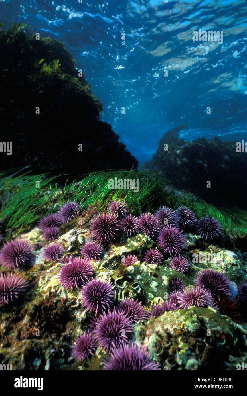 Purple sea urchin, Stronglycentrotus purpuratus, California, Pacific Ocean Stock Photo