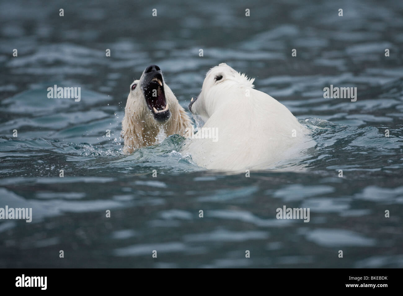 Norway, Svalbard, Spitsbergen Island, Polar Bears (Ursus maritimus) play fighting while swimming in cold sea Stock Photo