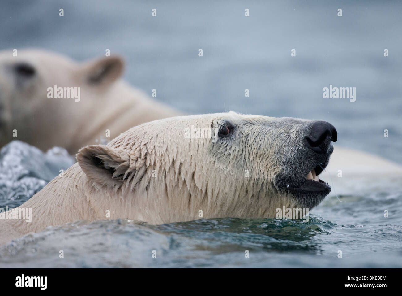 Norway, Svalbard, Spitsbergen Island, Polar Bears (Ursus maritimus) swimming in cold sea at Sallyhammna Harbor Stock Photo