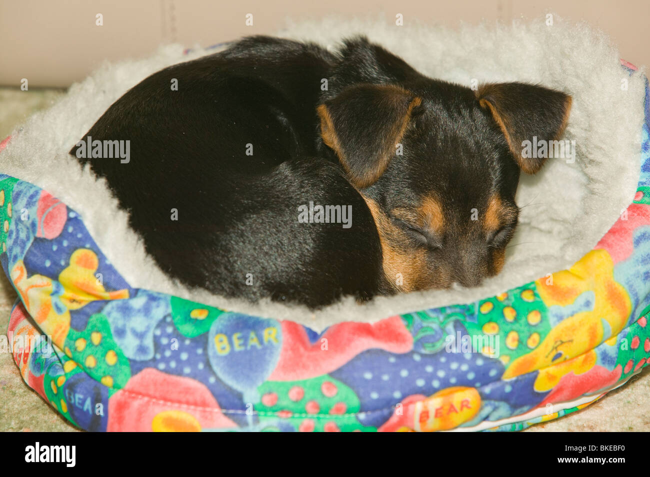 A Jack Russel puppy asleep in his bed Stock Photo Alamy