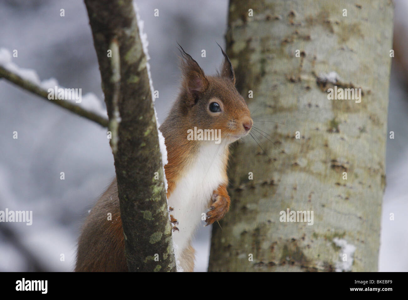 Red Squirrel (Sciurus vulgaris) leaning against a branch in the forest, Highlands, Scotland Stock Photo
