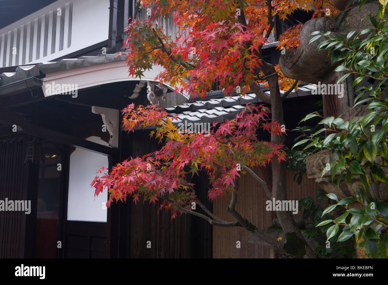 Arashiyama autumn tint Stock Photo