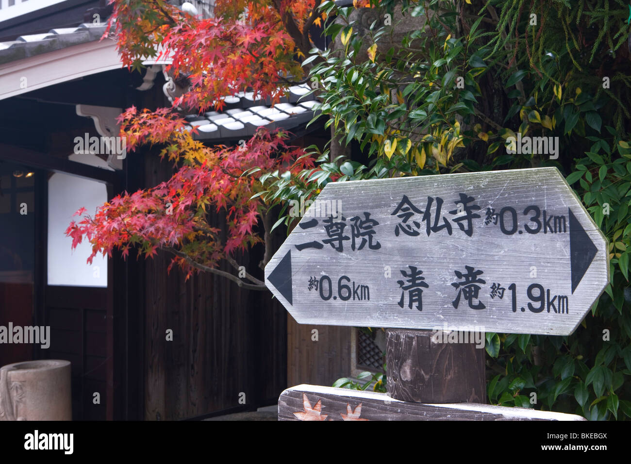 Arashiyama autumn tint Stock Photo