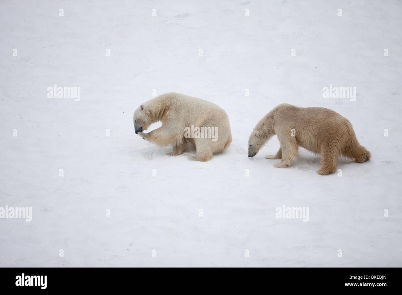 Norway, Svalbard, Spitsbergen Island, Polar Bears (Ursus maritimus) playing on snow slopes above Sallyhammna Harbor Stock Photo