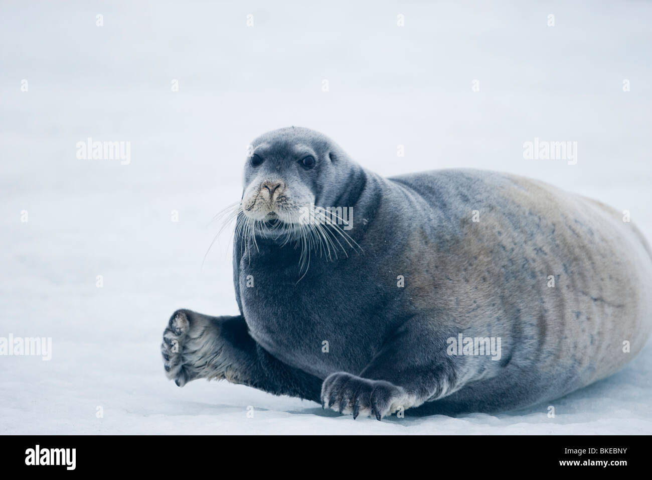 Norway, Svalbard, Nordaustlandet, Bearded Seal (Erignathus Barbatus ...