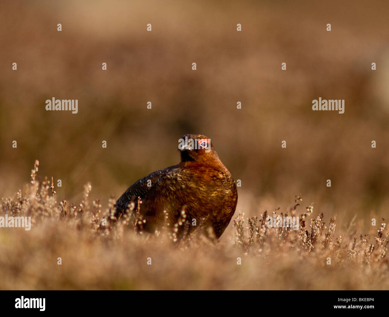 Red Grouse male in Spring prior to the nesting season.  SCO 6178 Stock Photo