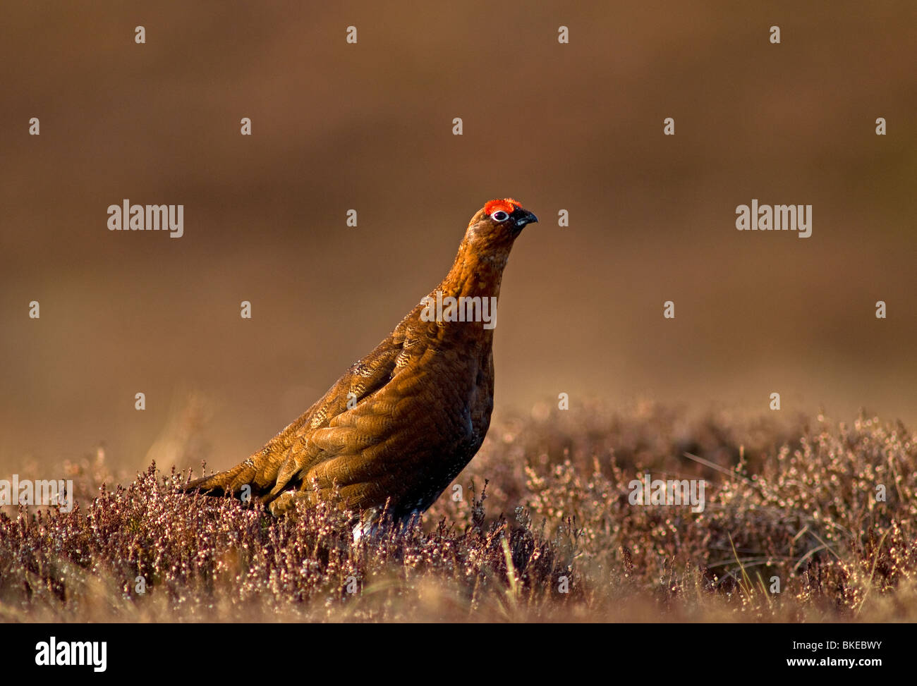 Red Grouse male in Spring prior to the nesting season.  SCO 6181 Stock Photo