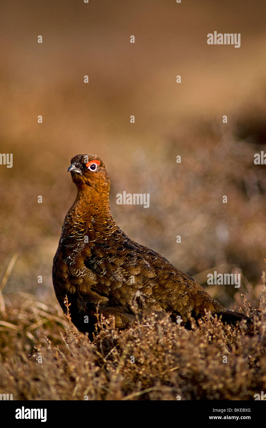 Male Red Grouse in Spring prior to the nesting season.  SCO 6182 Stock Photo