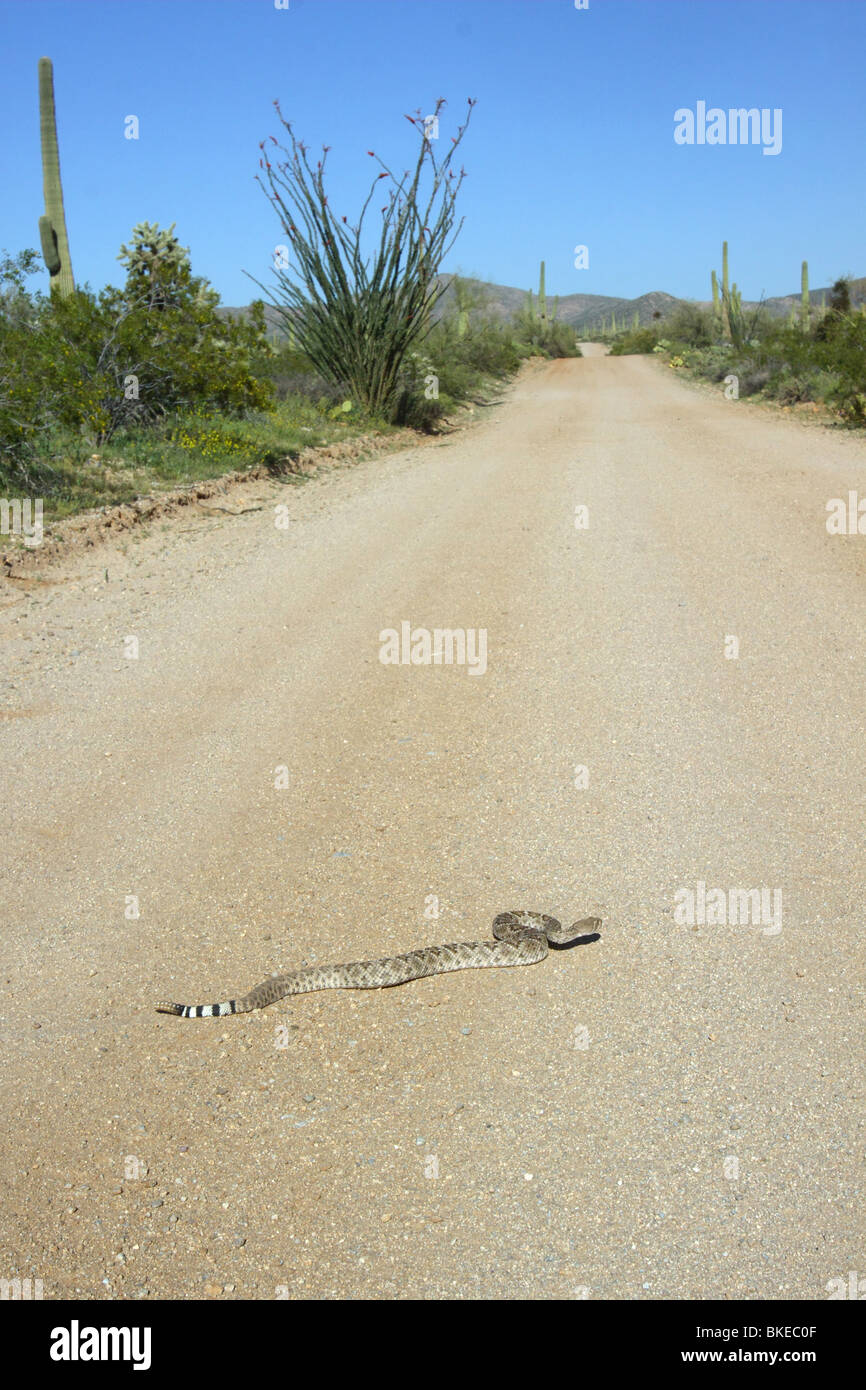 Western Diamondback Rattlesnake crossing dirt road Stock Photo Alamy