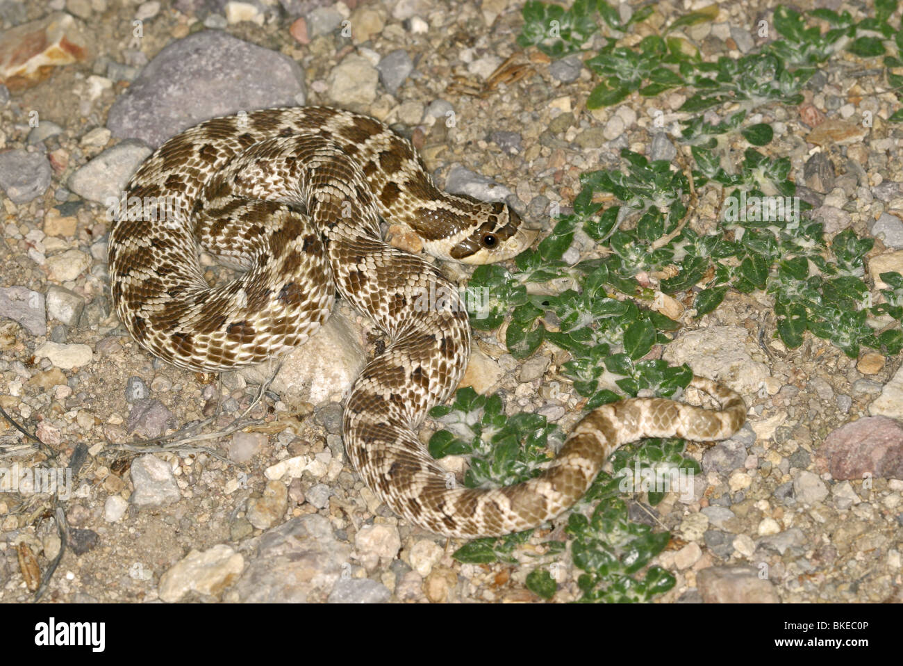 Western Hognosed Snake Stock Photo Alamy