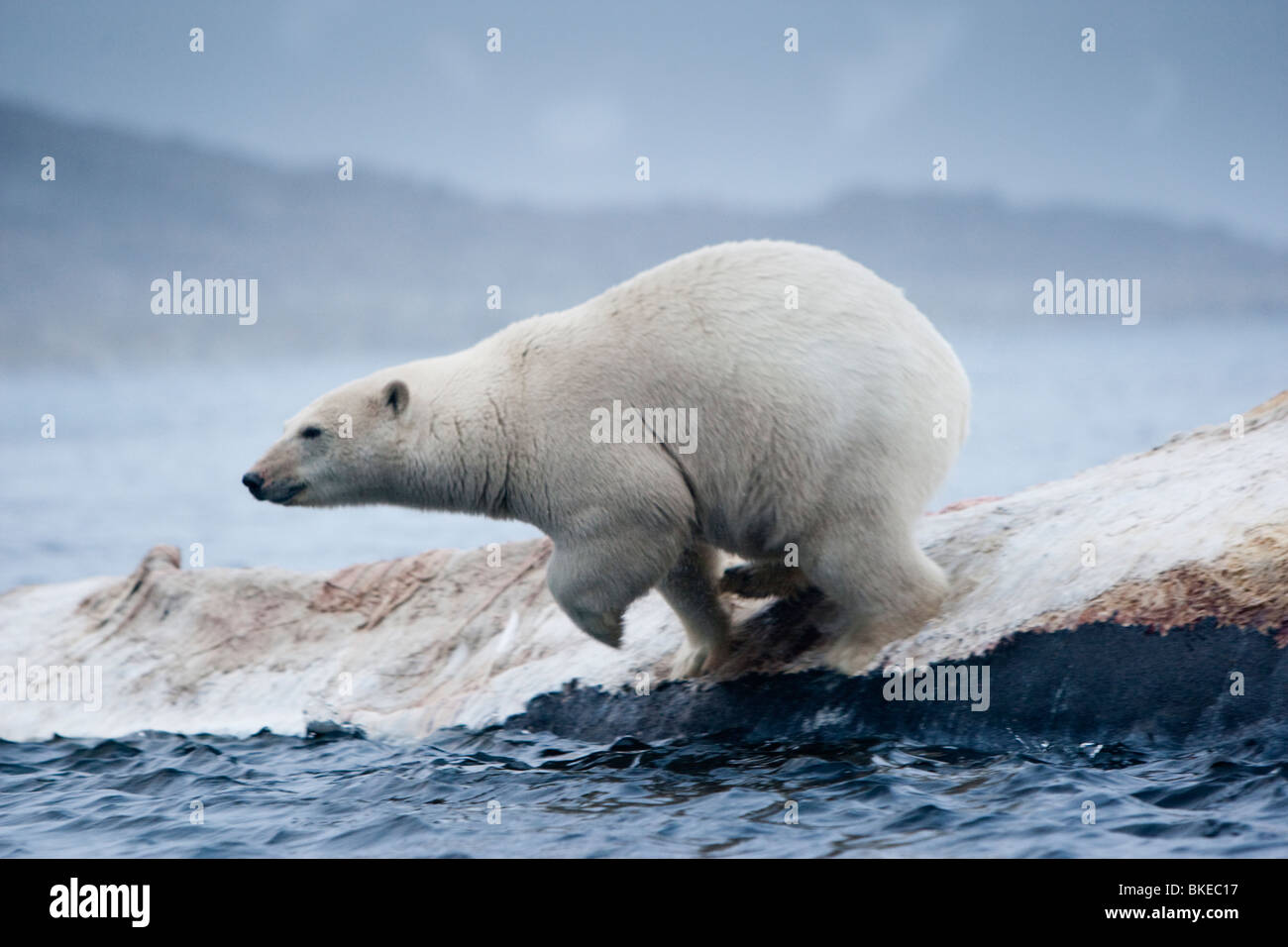 Norway, Svalbard, Spitsbergen Island, Polar Bear (Ursus maritimus) leaping from carcass of dead Fin Whale at Sallyhammna Harbor Stock Photo