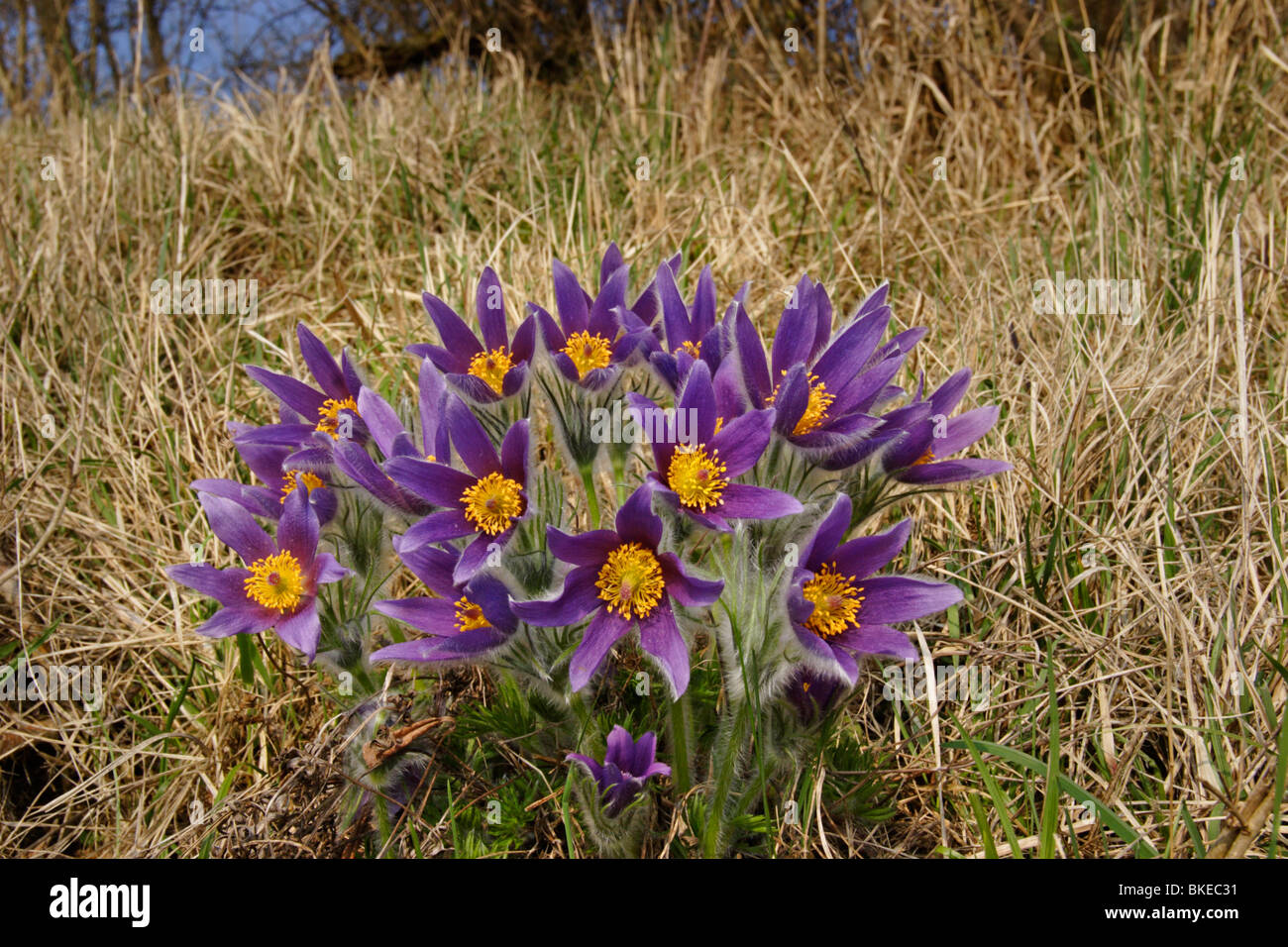 KUHSCHELLE, KüCHENSCHELLE, pulsatilla, vulgaris, pasque, flower Stock Photo