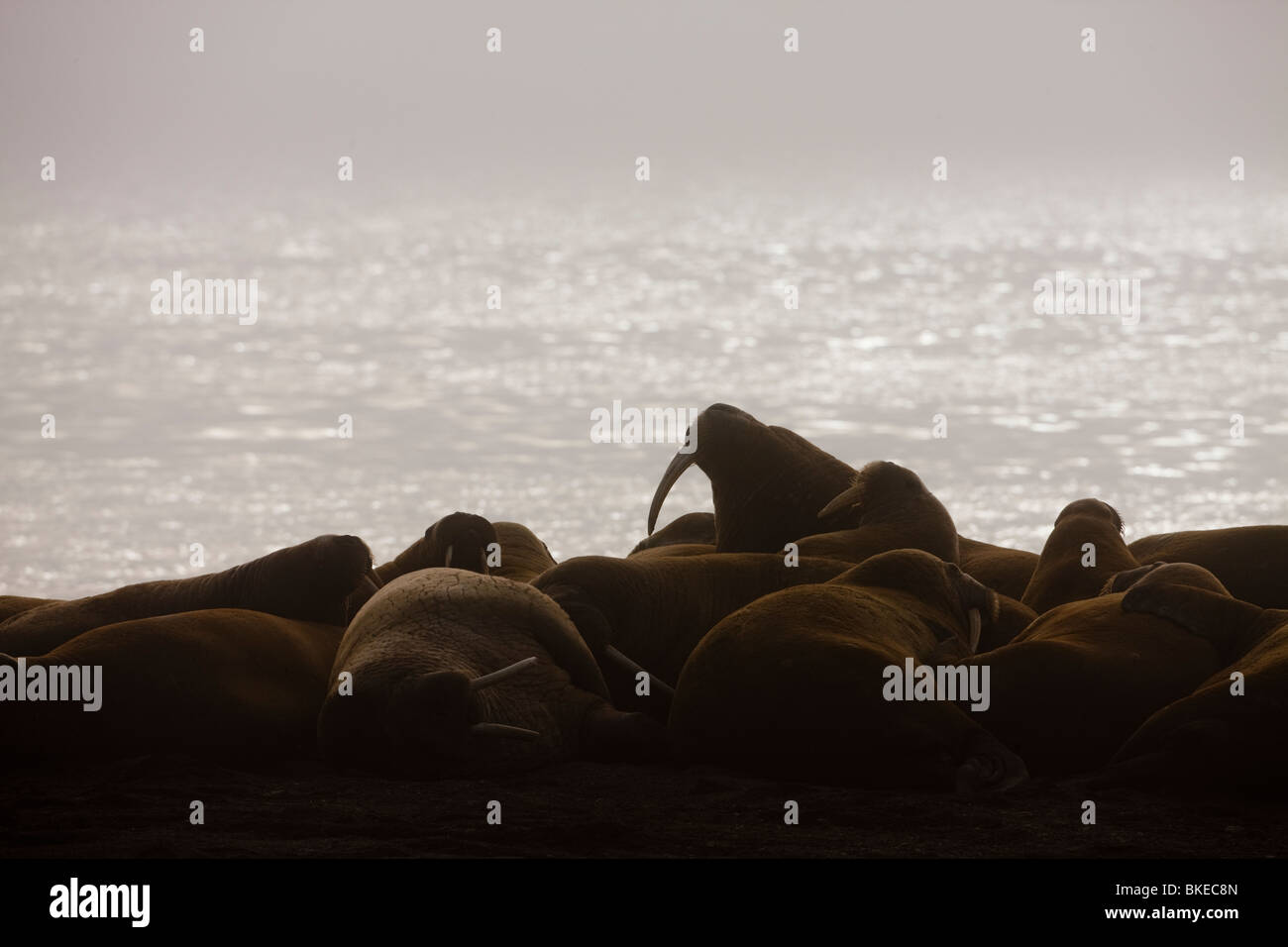 Norway, Svalbard, Nordaustlandet, Group of Walrus (Odobenus rosmarus) hauled out and resting on gravel beach on Lagøya Island Stock Photo