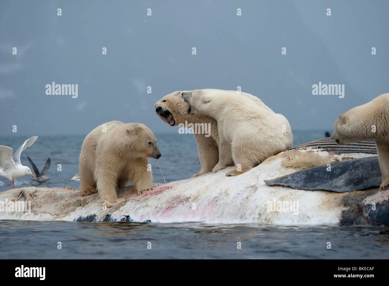 Norway, Svalbard, Spitsbergen Island, Polar Bears (Ursus maritimus) fight while feeding on carcass of dead Fin Whale Stock Photo