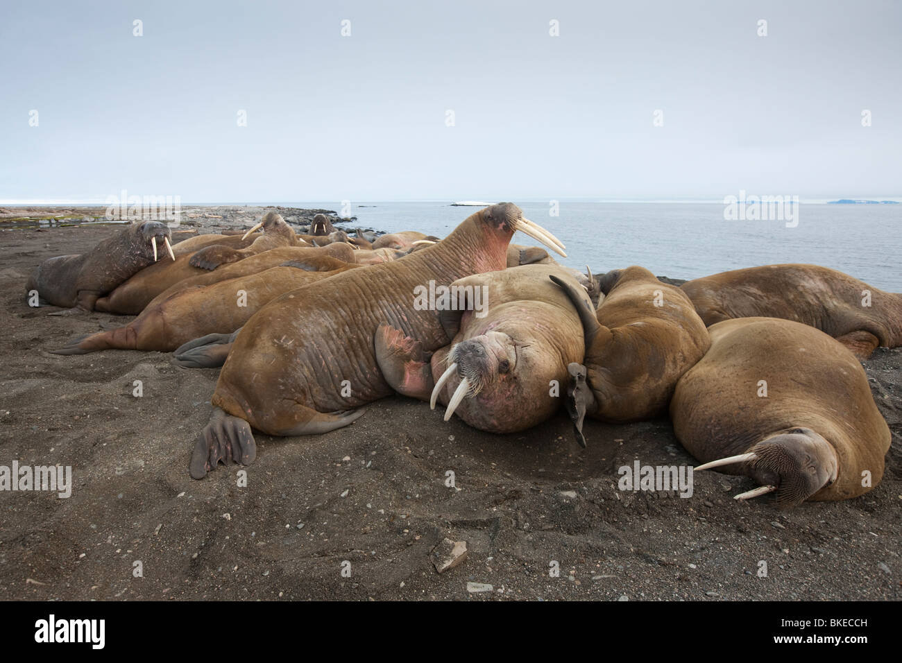 Norway, Svalbard, Nordaustlandet, Walrus (Odobenus rosmarus) resting on gravel beach on Lagøya Island Stock Photo