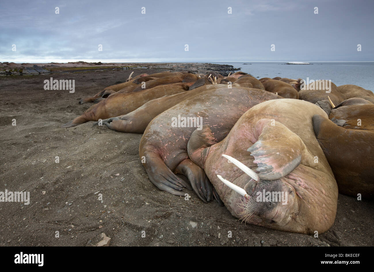 Norway, Svalbard, Nordaustlandet, Walrus (Odobenus rosmarus) resting on gravel beach on Lagøya Island Stock Photo