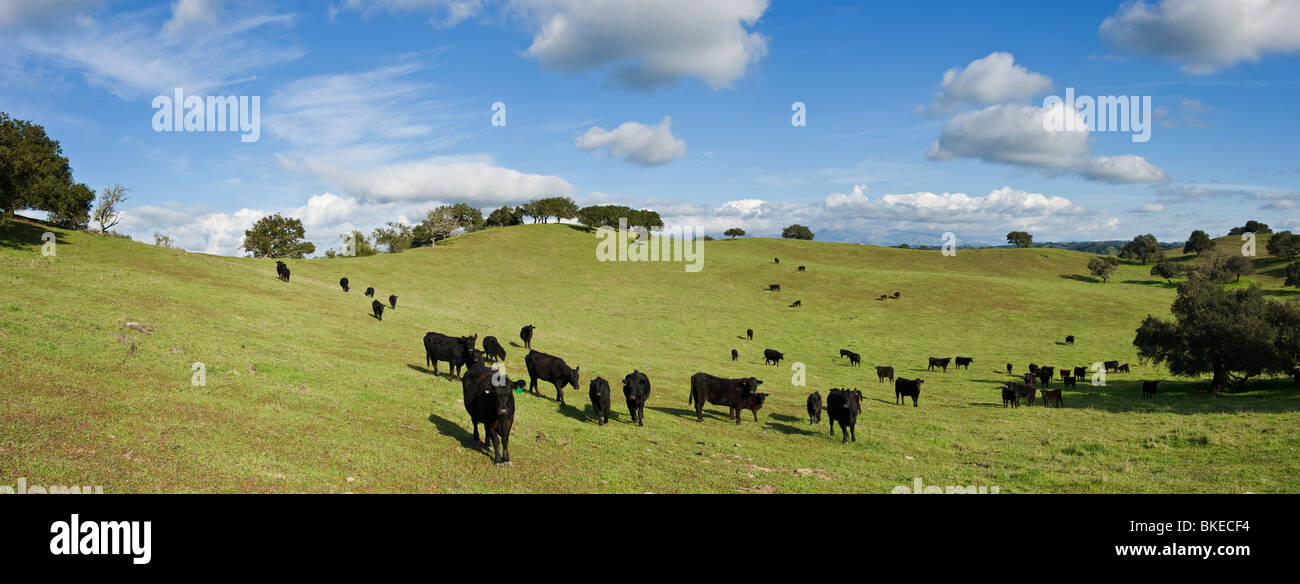 Herd of Black Angus cows and calves in green pasture, Santa Barbara ...