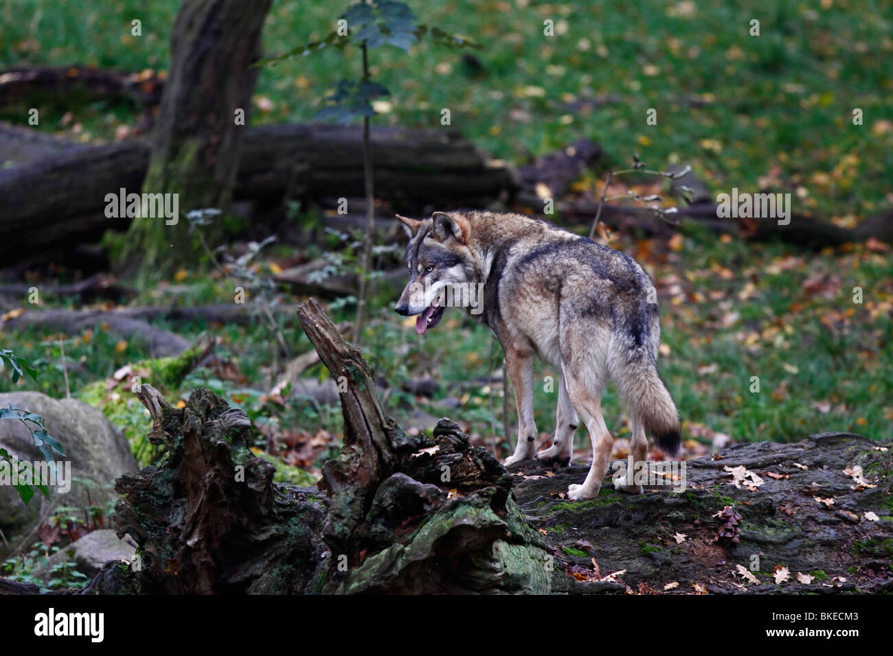 Wolf, Canis, lupus, fighting Stock Photo