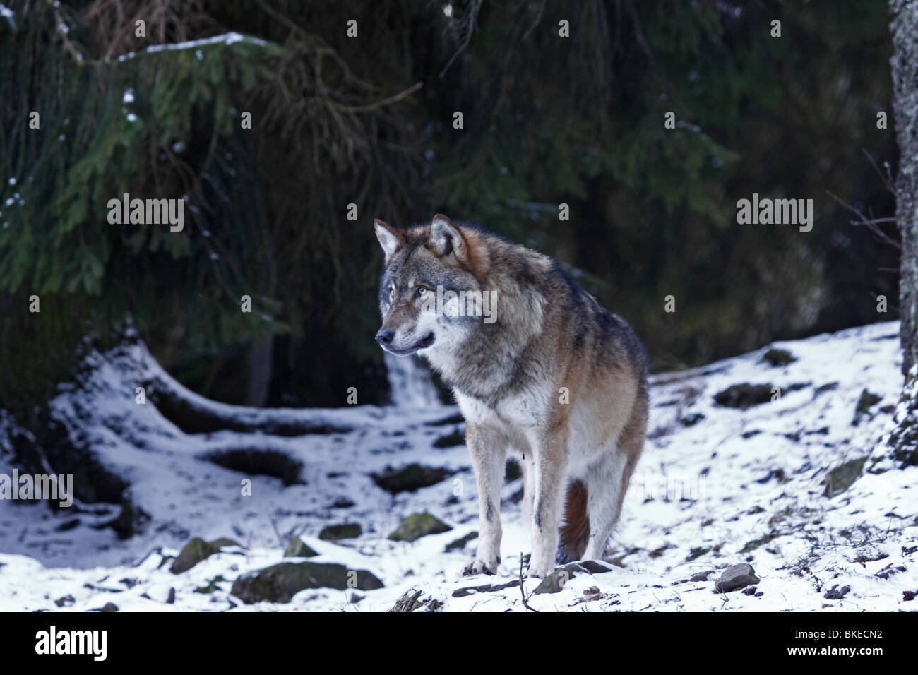 Wolf, Canis, lupus, Raubtier, winter, schnee Stock Photo - Alamy