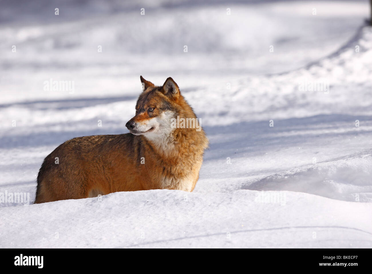 Wolf, Canis, lupus, Raubtier, winter, schnee Stock Photo