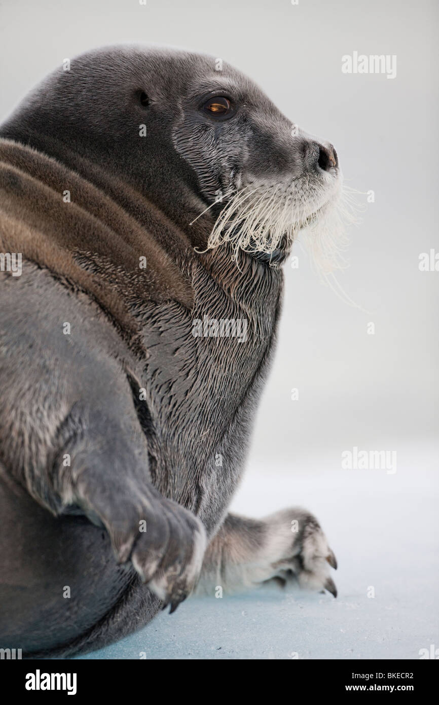Norway, Svalbard, Nordaustlandet, Bearded Seal (Erignathus barbatus) resting on pan ice near Lågøya Island in Franklin Sound Stock Photo