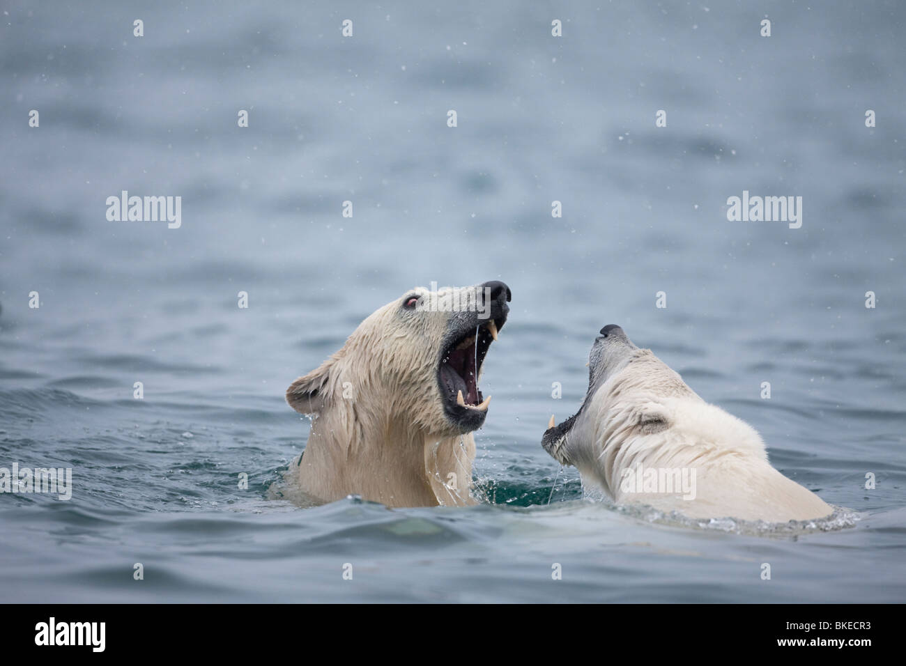 Norway, Svalbard, Spitsbergen Island, Polar Bears (Ursus maritimus) play fighting while swimming in cold sea Stock Photo