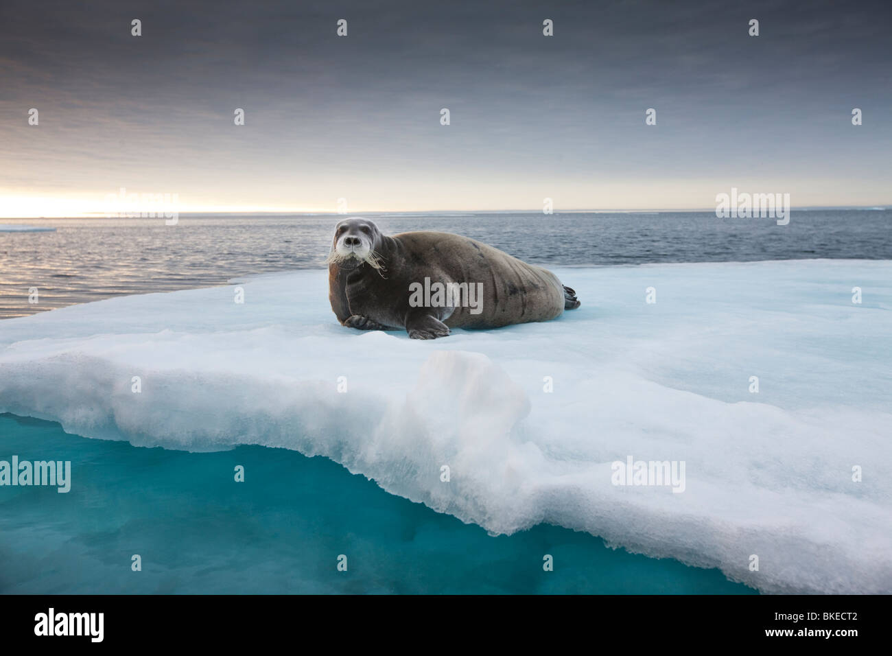 Norway, Svalbard, Nordaustlandet, Bearded Seal (Erignathus barbatus ...