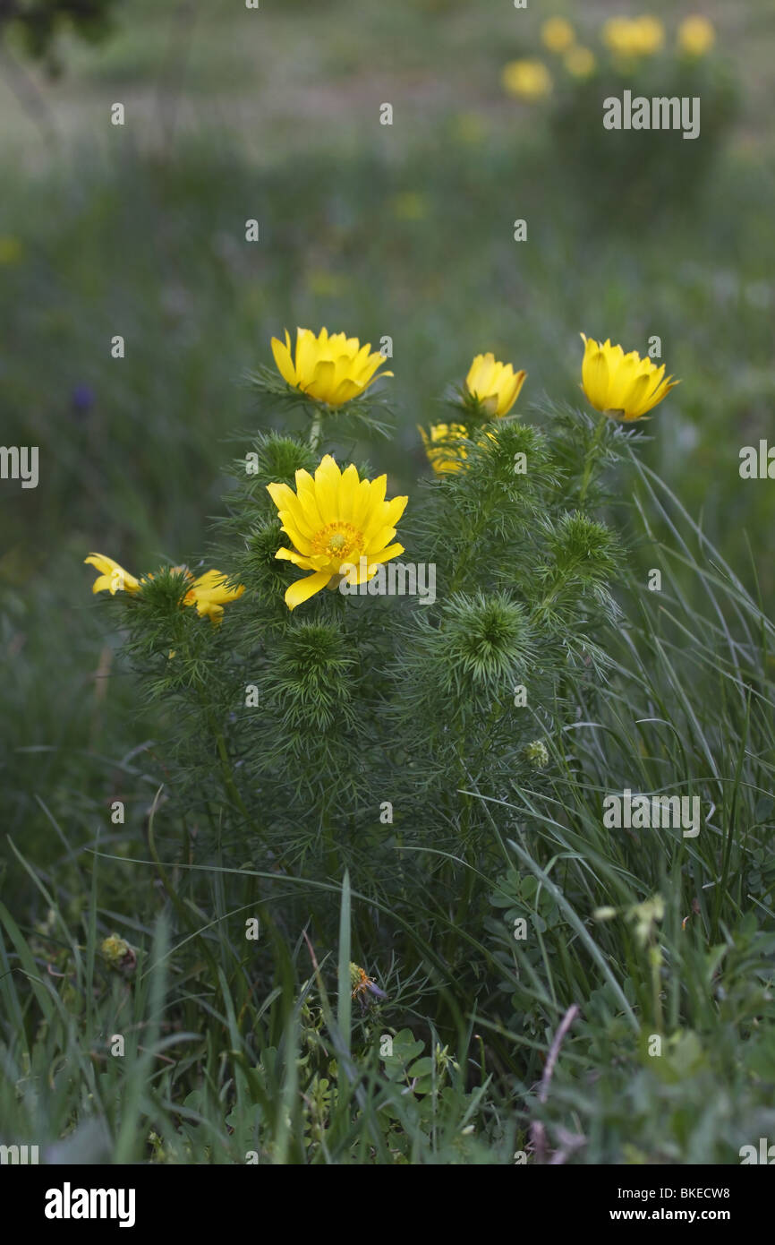 Frühlings-Adonisröschen, Adonis, vernalis Stock Photo - Alamy