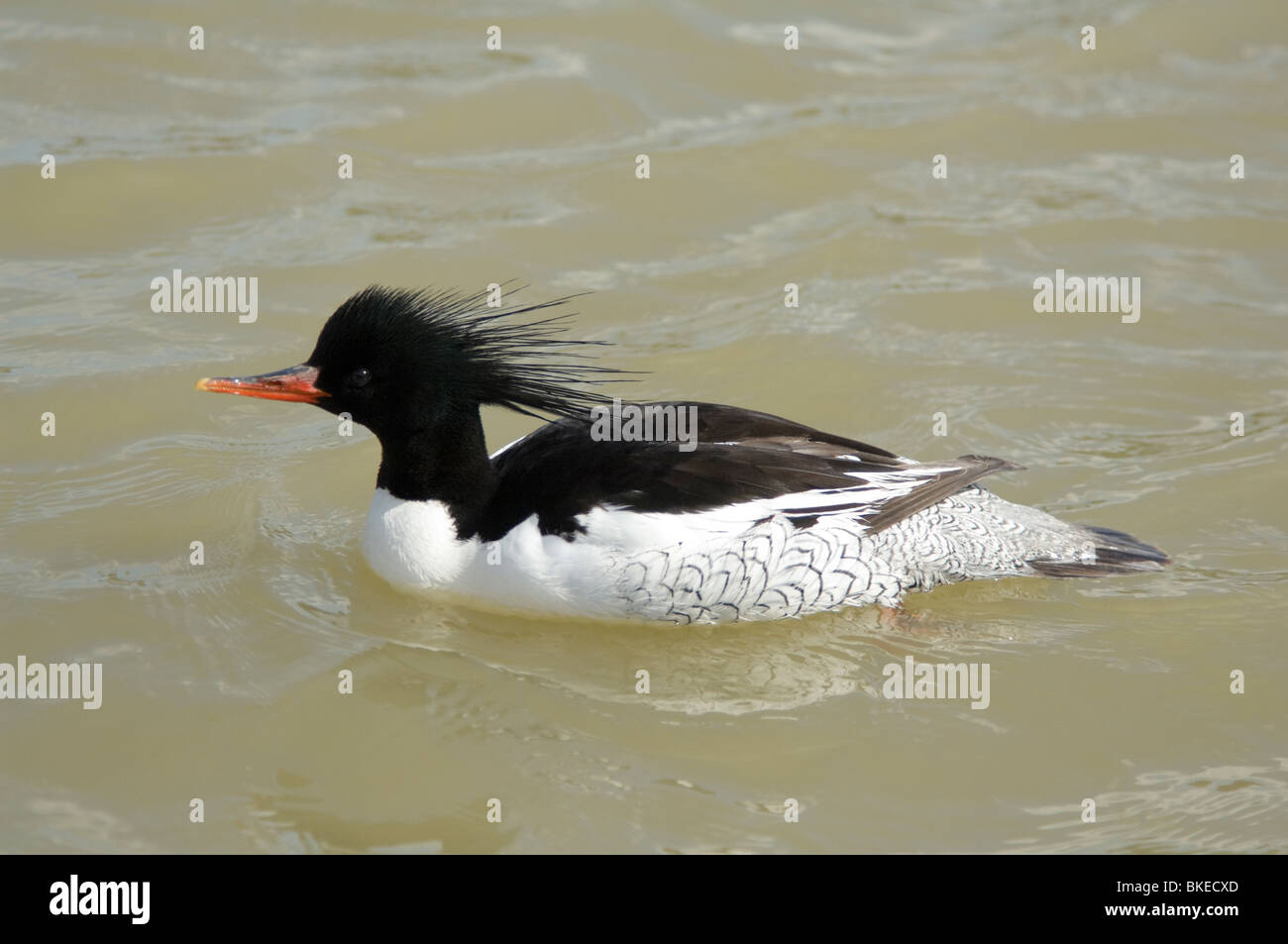 Scaly-sided Merganser (Mergus squamatus) is a threatened specie. Only 1,200 breeding pairs are left in the world. Stock Photo