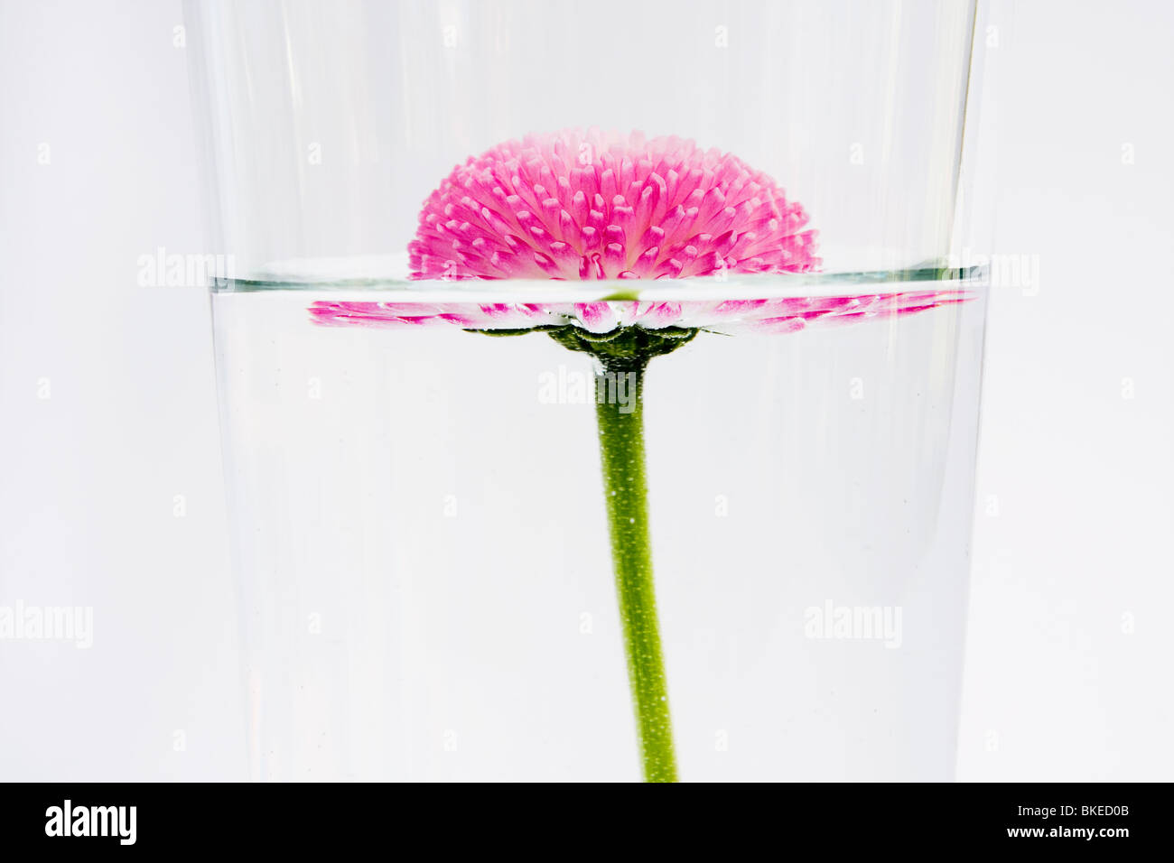 pink flower floating in water on white Stock Photo Alamy