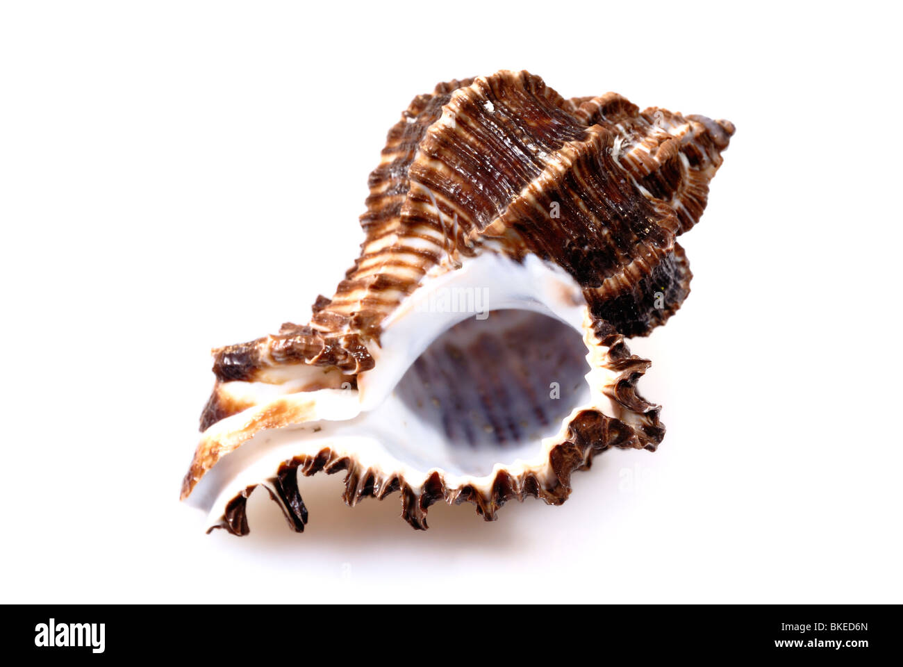 Sea conch isolated on white Stock Photo Alamy