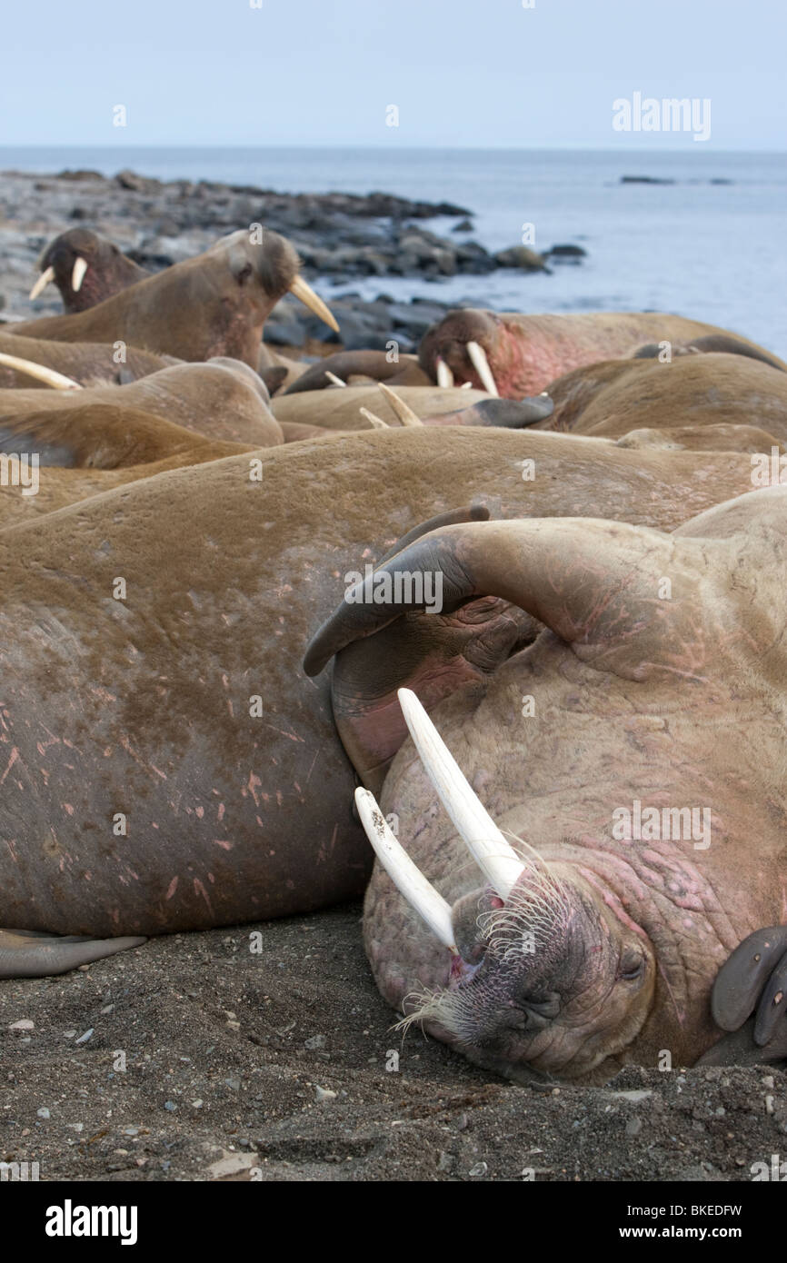 Norway, Svalbard, Nordaustlandet, Walrus (Odobenus rosmarus) hauled out and resting on gravel beach on Lagøya Island Stock Photo