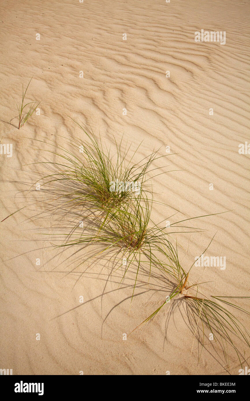 Dune Grass and Sand Ripples, Henty Dunes, Strahan, Western Tasmania, Australia Stock Photo