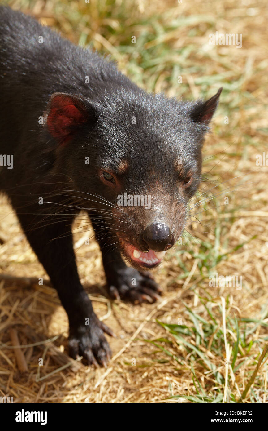 Tasmanian Devil (Sarcophilus harrisii) ,Tasman Peninsula, Southern Tasmania, Australia Stock Photo